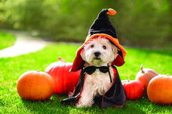 Pet safe pix