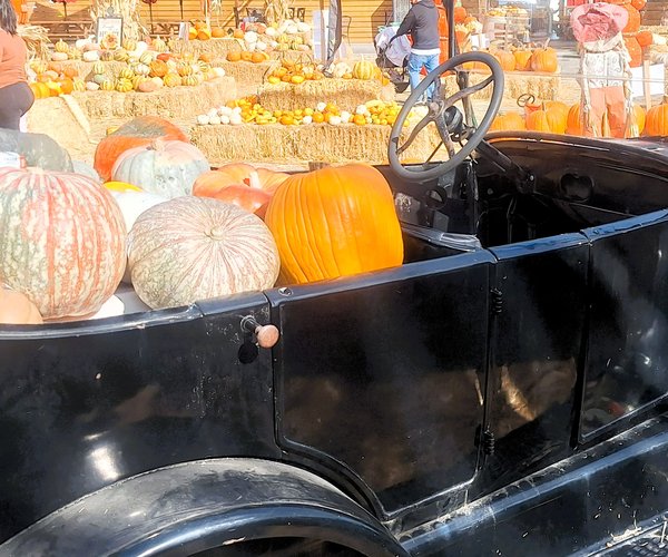 perry market pumpkin