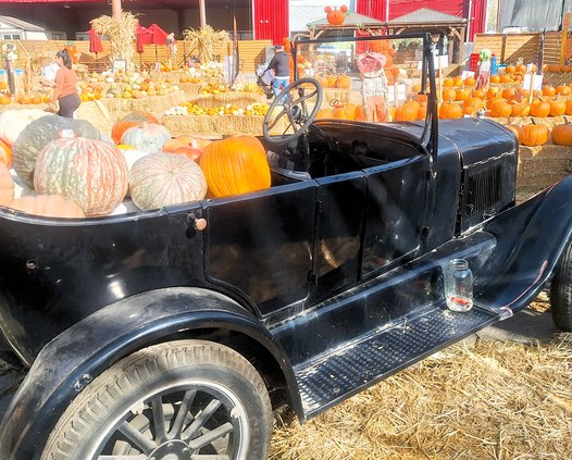 perry market pumpkin