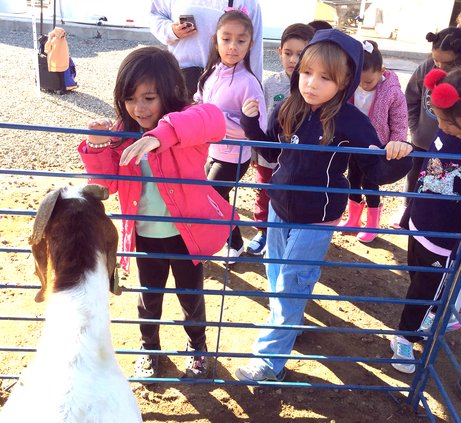 Lucas Dual Language Academy on goats