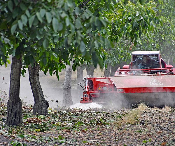 walnut harvest