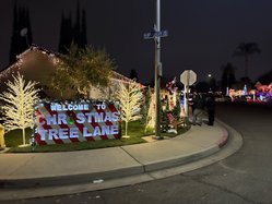 Christmas Tree Lane