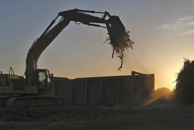 excavator disposes of a vineyard in Lodi