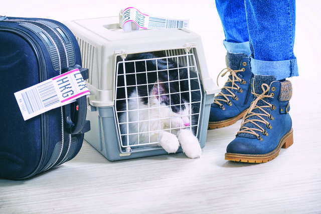 Tips To Help Ease Traveling With Pets