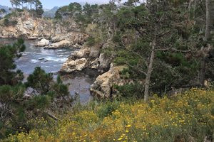 point lobos