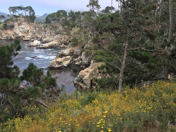 point lobos