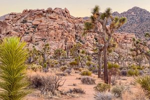 joshua tree NP