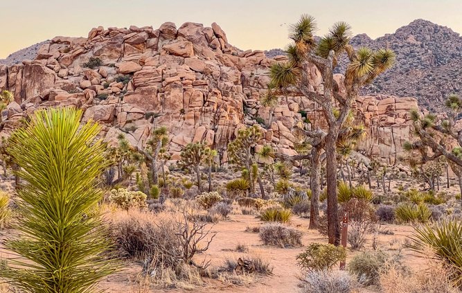 joshua tree NP