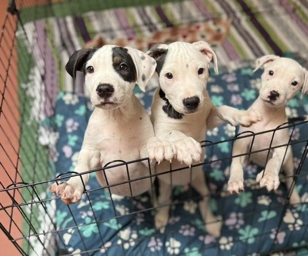 county animal shelter