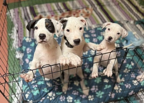 county animal shelter