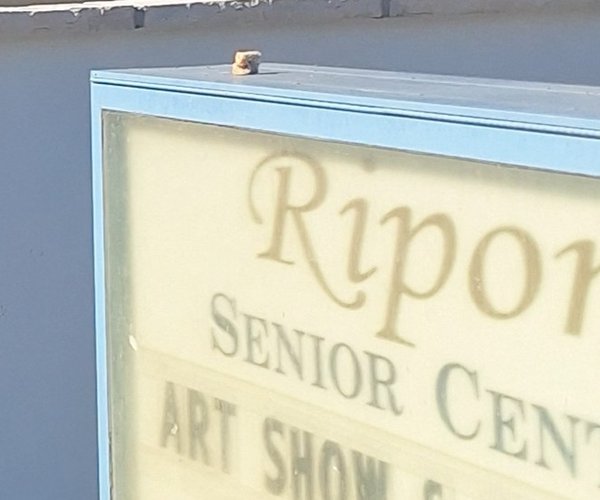 ripon senior center sign
