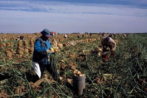farm workers