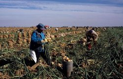farm workers