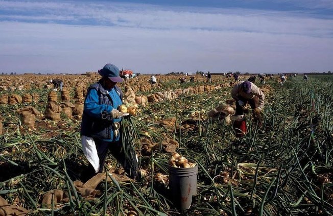 farm workers