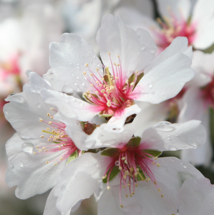 almond rain