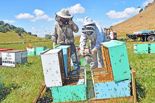 beekeeper_1.max-640x480.jpg