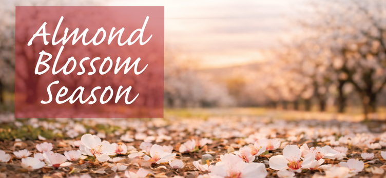 Almond-blossom.png