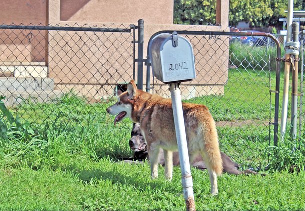 Stray dogs in south modesto