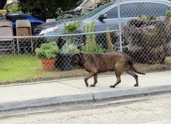 Stray dog on Dallas