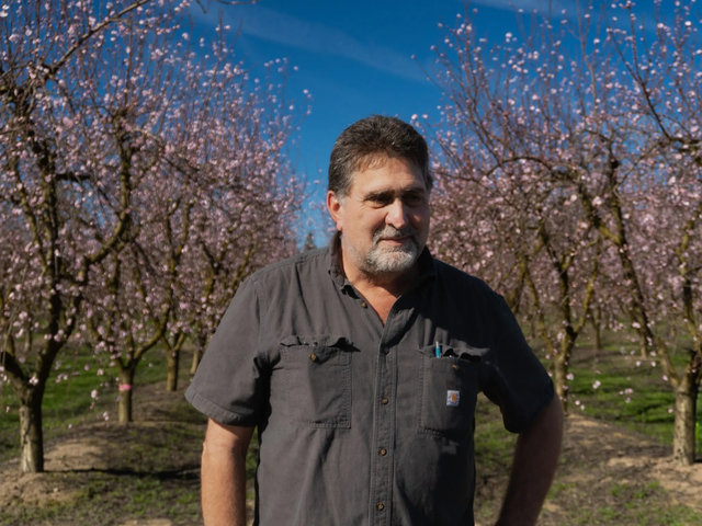 Shock waves of Modesto Del Monte plant closure hit local fruit farms. Growers to lose $550 million in peaches alone