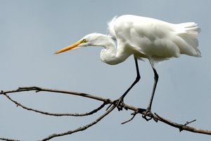 egret pix
