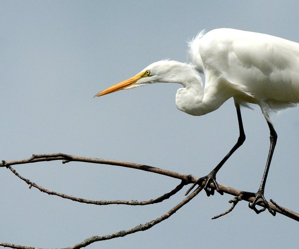 egret pix