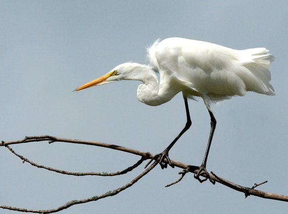 egret pix