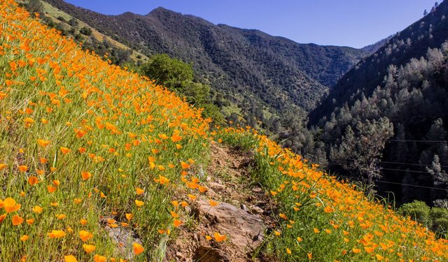 Golden Poppy: California’s  flowering gold