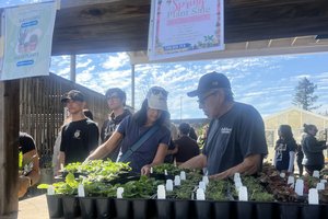 Turlock FFA plant sale 1