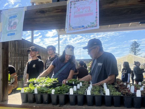 Turlock FFA plant sale 1