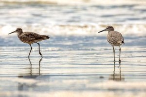 willets