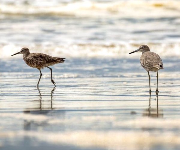willets