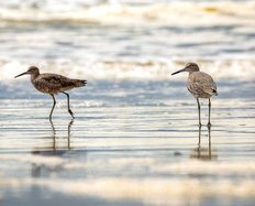 willets