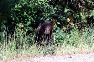 Tahoe bears