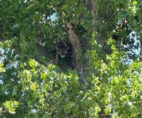 Mountain Lion Merced