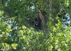 Mountain Lion Merced