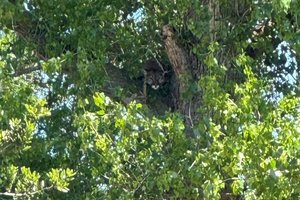 mountain lion merced