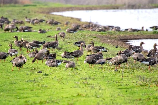 Entries sought for California Duck Stamp Art Contest