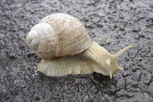 snail