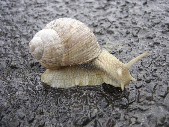 snail