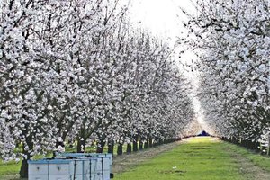 almonds-LT