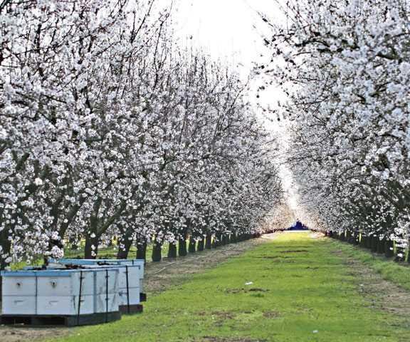 almonds-LT