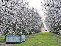almonds-LT