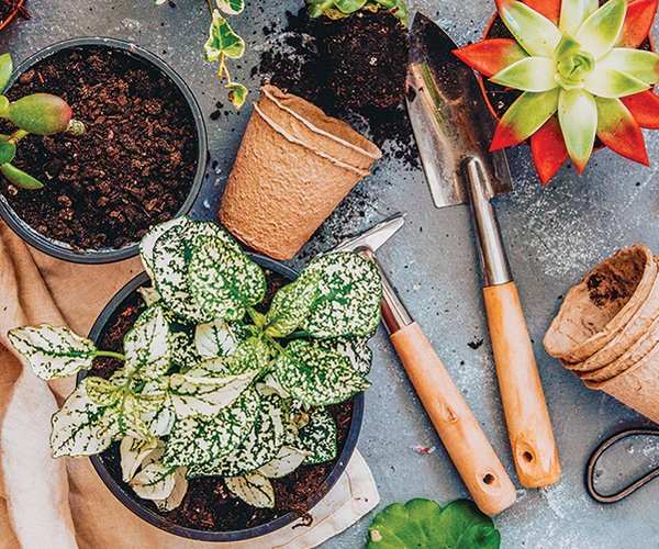 succulents