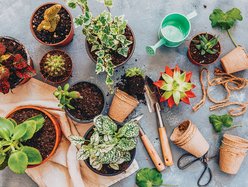 succulents