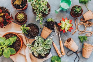 succulents