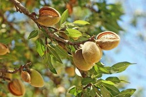 almonds