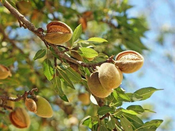 almonds