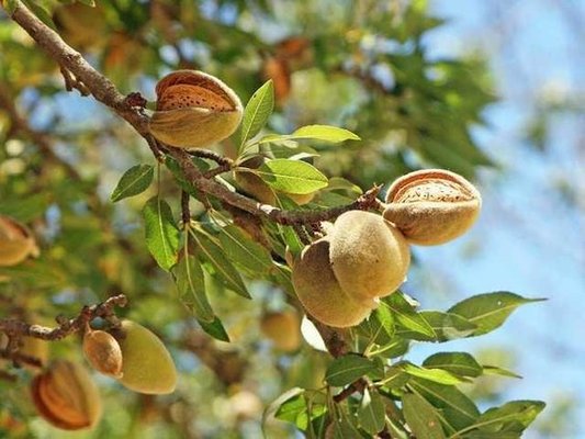almonds