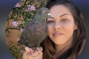 pigeon